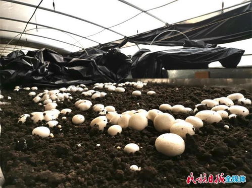 臨夏市菌種培育 從實(shí)驗(yàn)室到田間的科技興農(nóng)之路