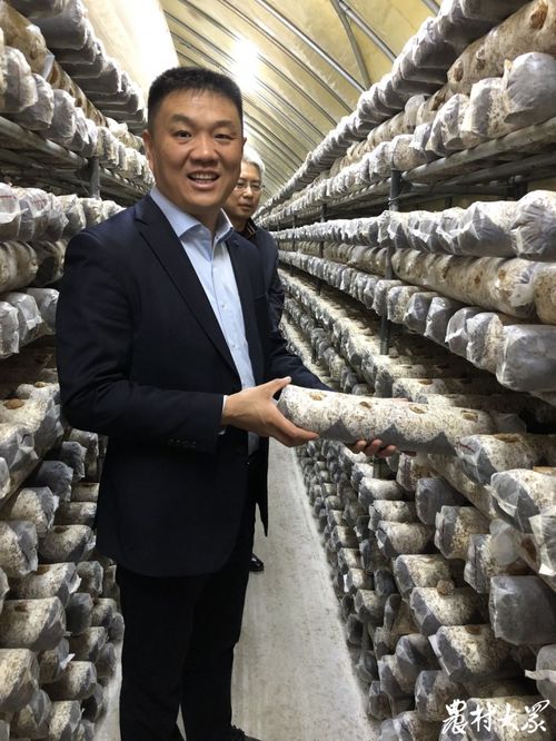 山東食用菌生產(chǎn)調(diào)查（上） 工廠化生產(chǎn)與合作社經(jīng)營(yíng)的菌業(yè)新生態(tài)
