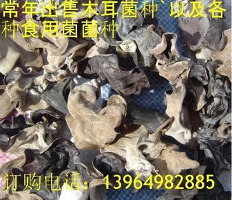 菌種培育的智慧實(shí)踐 山東省魚(yú)臺(tái)縣科達(dá)食用菌種植專業(yè)合作社的創(chuàng)新路徑