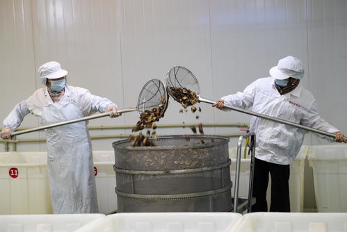 江蘇泰州 小小食用菌撐起大產(chǎn)業(yè)，菌種培育成關(guān)鍵引擎