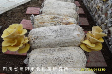 榆黃蘑栽培技術(shù)培訓(xùn) 從菌種培育到高產(chǎn)管理全指南