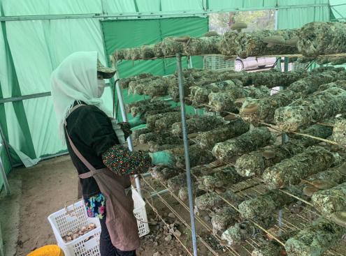 小蘑菇撐起錢袋子 碧桂園攜手致富帶頭人打造產(chǎn)業(yè)致富路