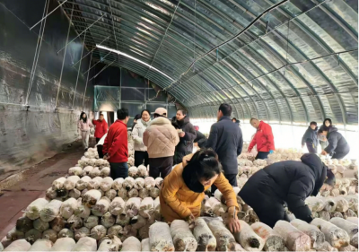 濰坊市農(nóng)業(yè)科學(xué)院菌種培育 科技賦能農(nóng)業(yè)新篇章